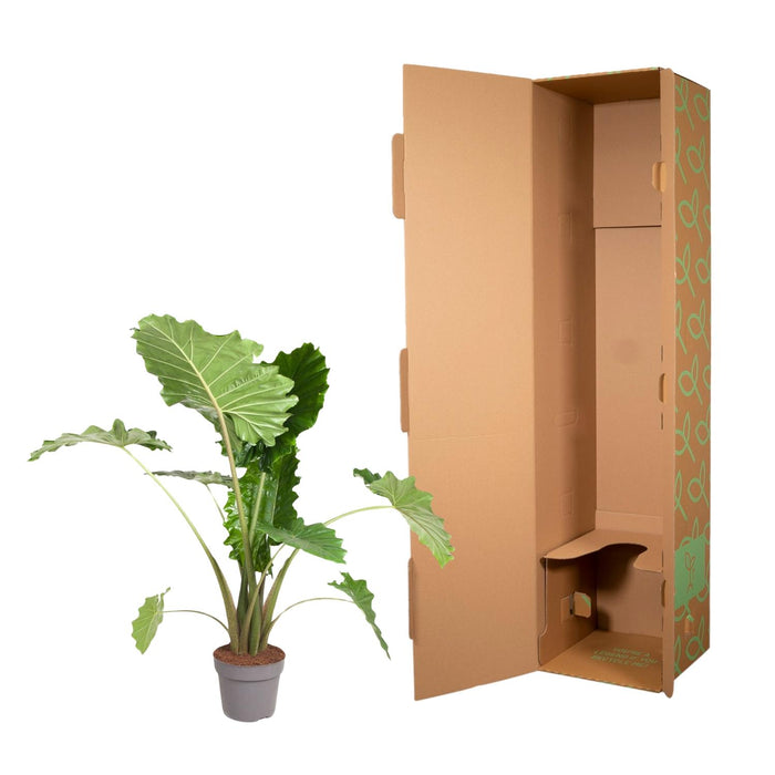 Alocasia Portodora - Olifantsoor - ↕150 cm - Ø32cm