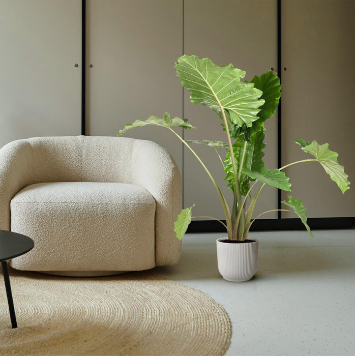 Alocasia Portodora - Olifantsoor - ↕150 cm - Ø32cm