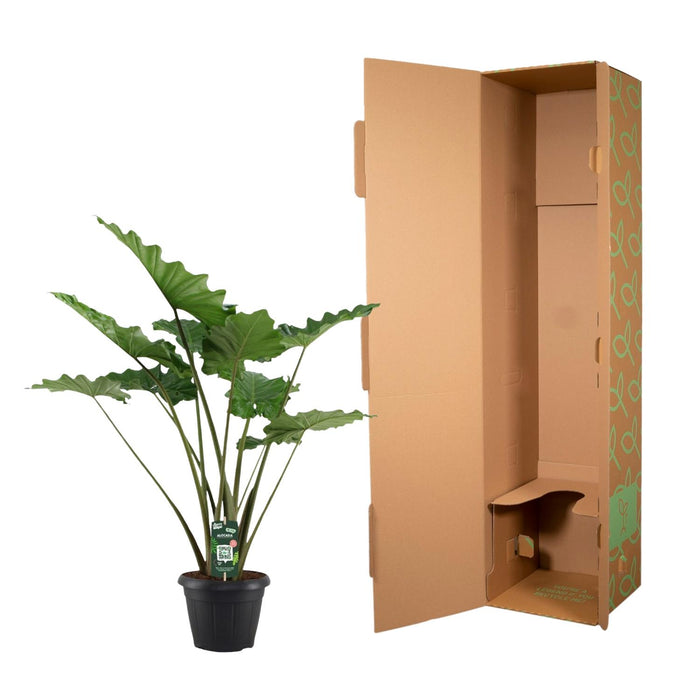 Alocasia Portodora - Olifantsoor - ↕140 cm - Ø34cm