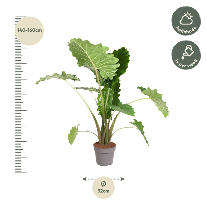 Alocasia Portodora - Olifantsoor - ↕150 cm - Ø32cm