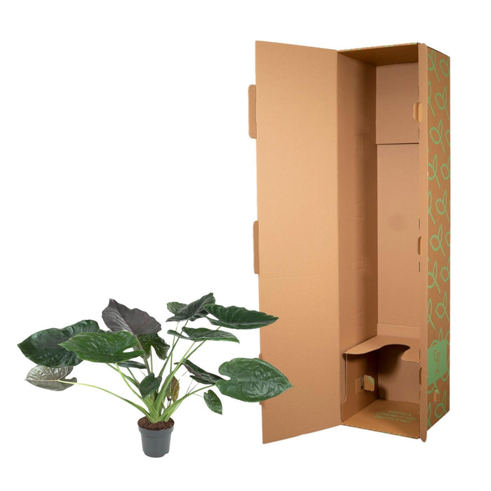 Alocasia Wentii - Olifantsoor - ↕120 cm - Ø32cm