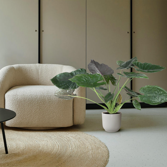 Alocasia Wentii - Olifantsoor - ↕120 cm - Ø32cm