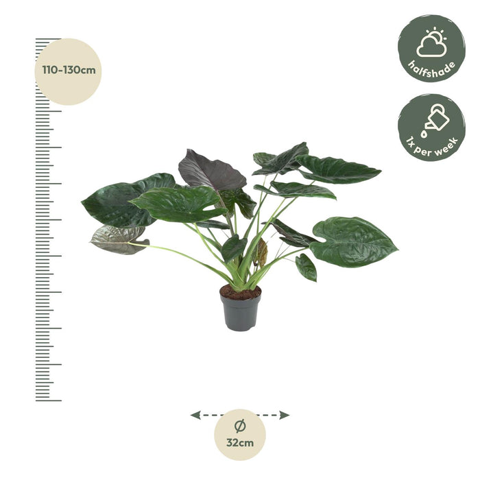 Alocasia Wentii - Olifantsoor - ↕120 cm - Ø32cm