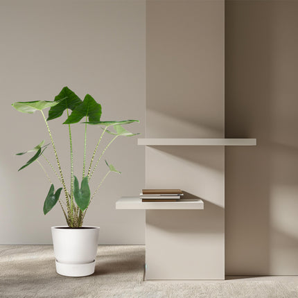 Alocasia Zebrina - ↕130cm - Ø32cm