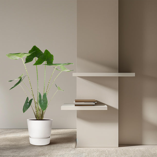 Alocasia Zebrina - ↕130cm - Ø32cm