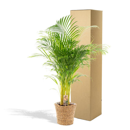 Areca-palme (Dypsis Lutescens) - Gylden palme - med kurv - ↕130cm - Ø24cm