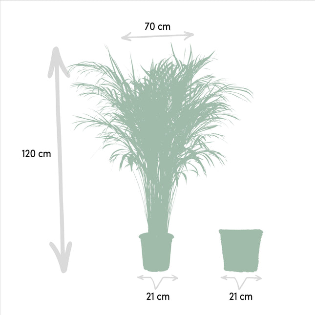 Areca-palme (Dypsis Lutescens) - Guldpalme - med kurv - ↕110cm -Ø21cm