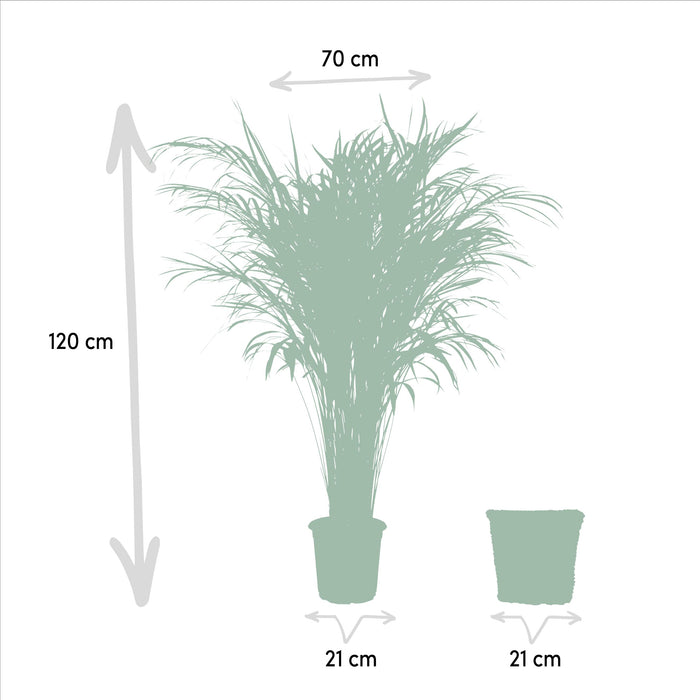 Areca Palm (Dypsis Lutescens) - Goudpalm - met mand - ↕110cm -Ø21cm