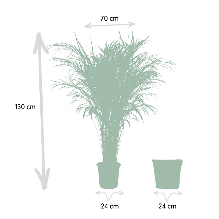 Areca Palm (Dypsis Lutescens) - Goudpalm - met mand - ↕130cm - Ø24cm