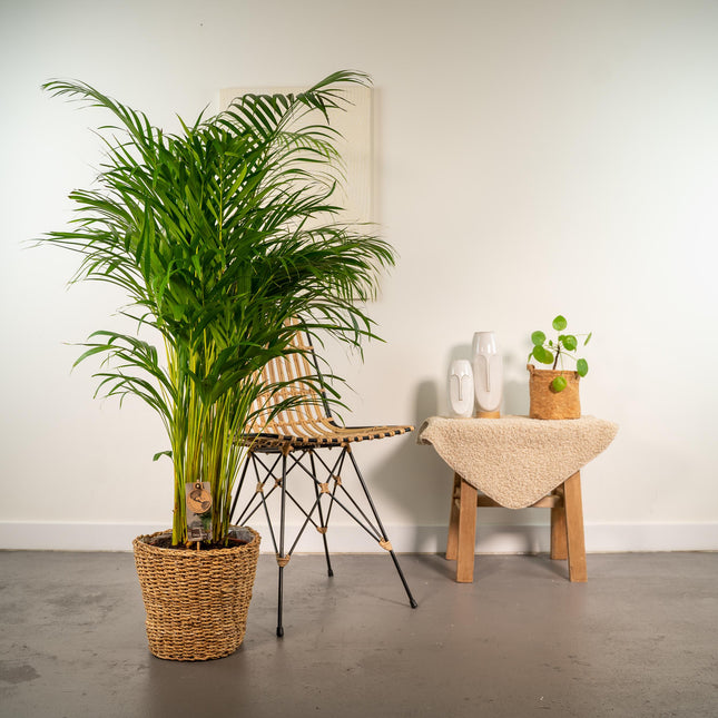 Areca-palme (Dypsis Lutescens) - Gylden palme - med kurv - ↕130cm - Ø24cm