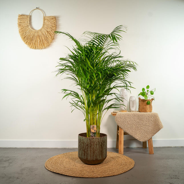 Palmera Areca (Dypsis Lutescens) - Palmera Dorada - ↕130cm - Ø22cm