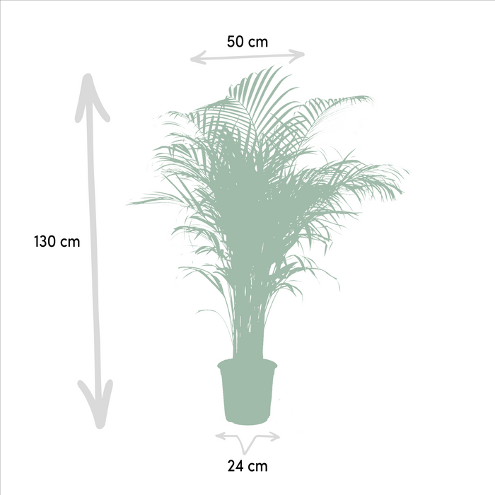 Areca Palm (Dypsis Lutescens) - Goudpalm - ↕130cm - Ø24cm