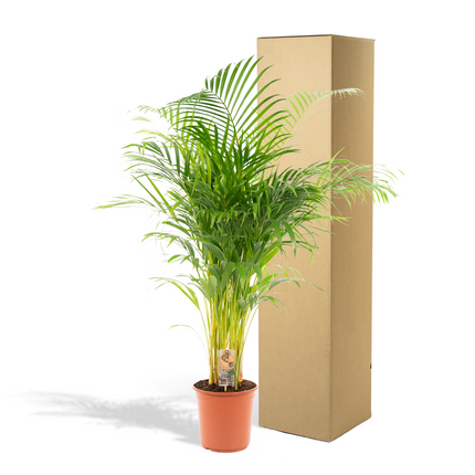 Areca-palme (Dypsis Lutescens) - Gylden palme - ↕130cm - Ø22cm
