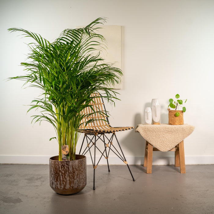 Areca Palm (Dypsis Lutescens) - Goudpalm - met pot - ↕130cm - Ø24cm