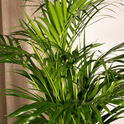 Palmera Areca (Dypsis Lutescens) - Palmera Dorada - - ↕100cm - Ø21cm