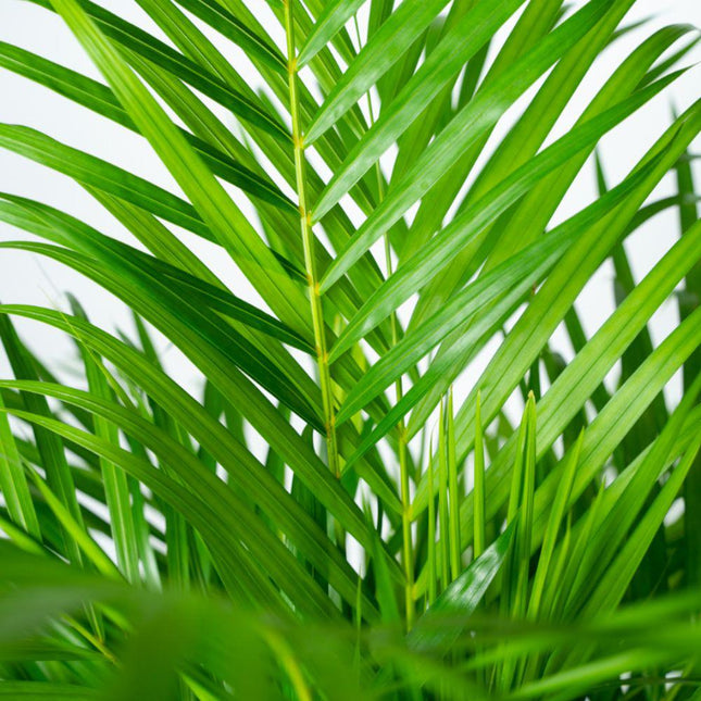 Areca-palme (Dypsis Lutescens) - Gylden palme - med potte - ↕130cm - Ø24cm