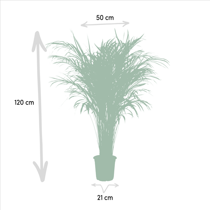Areca Palm (Dypsis Lutescens) - Goudpalm - - ↕110cm - Ø21cm