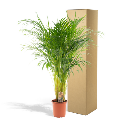 Palmera Areca (Dypsis Lutescens) - Palmera Dorada - - ↕100cm - Ø21cm