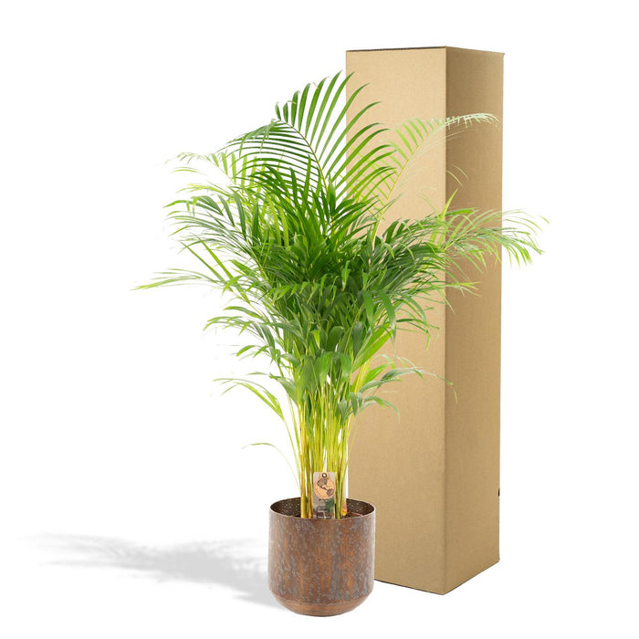 Areca Palm (Dypsis Lutescens) - Goudpalm - met pot - ↕130cm - Ø24cm