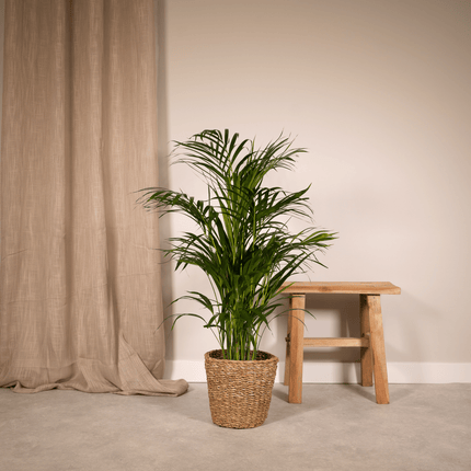 Palmera Areca (Dypsis Lutescens) - Palmera Dorada - - ↕100cm - Ø21cm