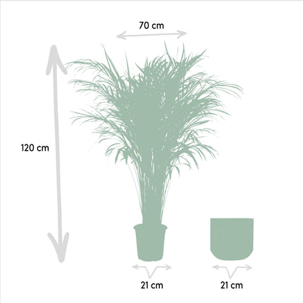 Areca-palme (Dypsis Lutescens) - Gylden palme - med potte - ↕110cm - Ø21cm