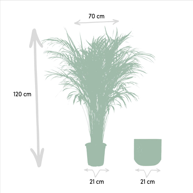 Areca-palme (Dypsis Lutescens) - Gylden palme - med potte - ↕110cm - Ø21cm