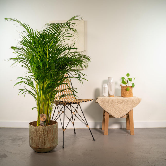 Areca-palme (Dypsis Lutescens) - Gylden palme - med potte - ↕130cm - Ø24cm