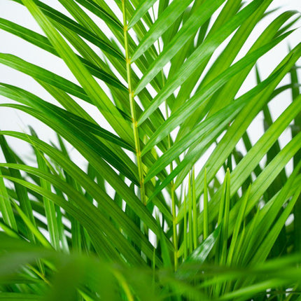 Areca Palm (Dypsis Lutescens) - Goudpalm - met pot - ↕130cm - Ø24cm