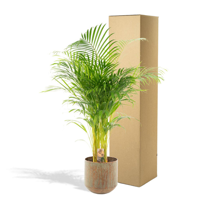 Areca Palm (Dypsis Lutescens) - Goudpalm - met pot - ↕130cm - Ø24cm