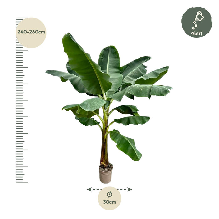 Bananenplant (Musa) - ↕250cm - Ø30cm