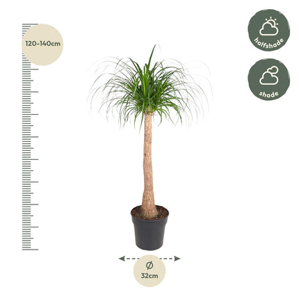 Beaucarnea trunk - Elephant's Foot Plant - ↕120cm - Ø32cm