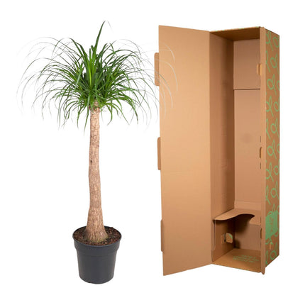 Beaucarnea trunk - Elephant's Foot Plant - ↕120cm - Ø32cm