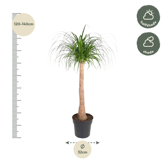 Beaucarnea stam - ↕130cm - Ø32cm - Olifantenpoot Plant