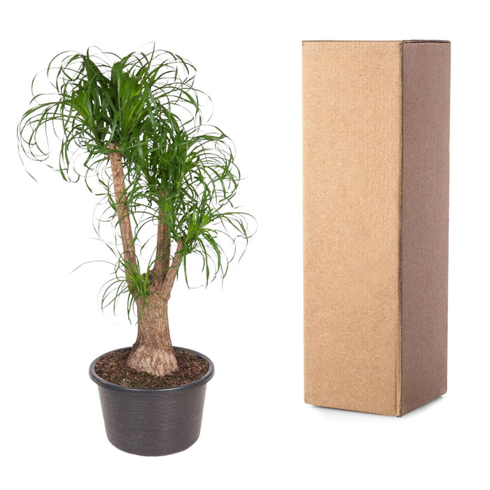 Beaucarnea vertakt - ↕130cm - Ø44cm - Olifantenpoot Plant