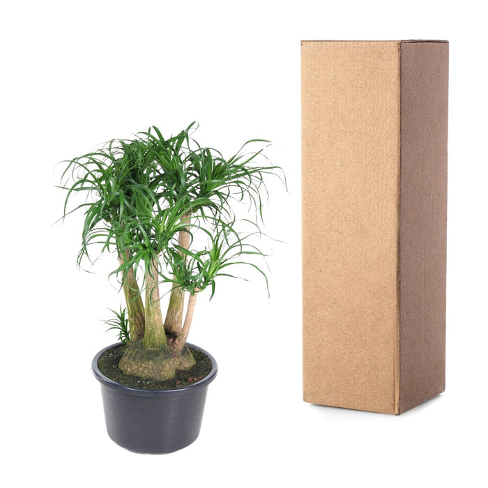 Beaucarnea vertakt - ↕110cm - Ø41cm - Olifantenpoot Plant