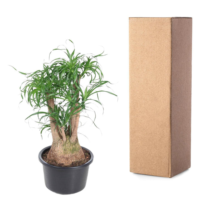 Beaucarnea vertakt - ↕100cm - Ø38cm - Olifantenpoot Plant