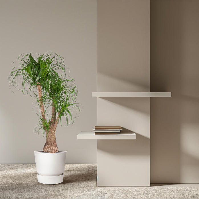 Beaucarnea vertakt - ↕130cm - Ø44cm - Olifantenpoot Plant