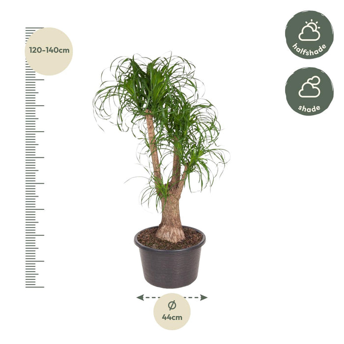 Beaucarnea vertakt - ↕130cm - Ø44cm - Olifantenpoot Plant