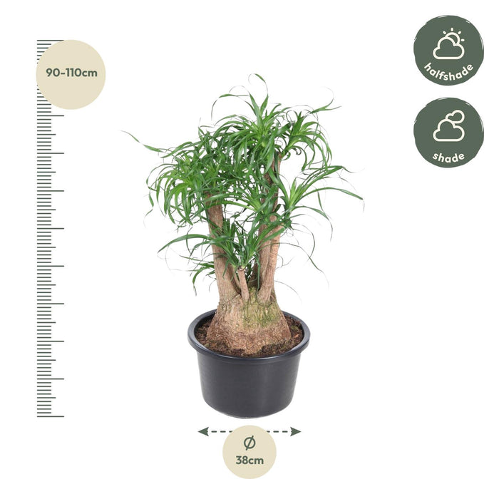Beaucarnea vertakt - ↕100cm - Ø38cm - Olifantenpoot Plant