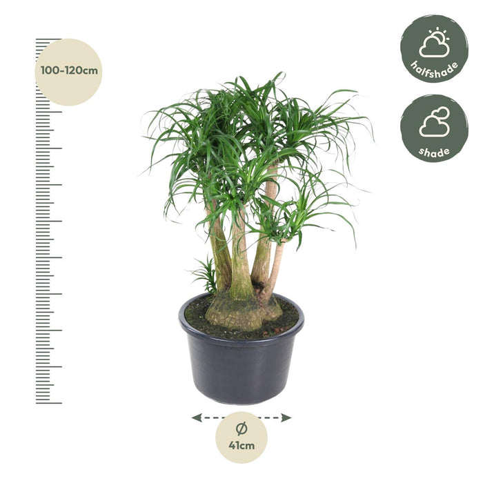 Beaucarnea vertakt - ↕110cm - Ø41cm - Olifantenpoot Plant
