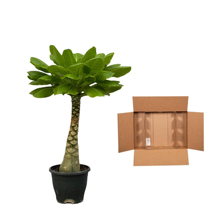 Brighamia Insignis - Hawaii Palm - ↕30cm - Ø12cm