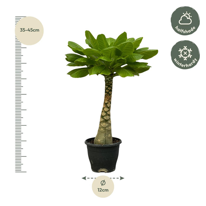 Birghamia Insignis - Hawaii Palm - ↕35cm - Ø12cm