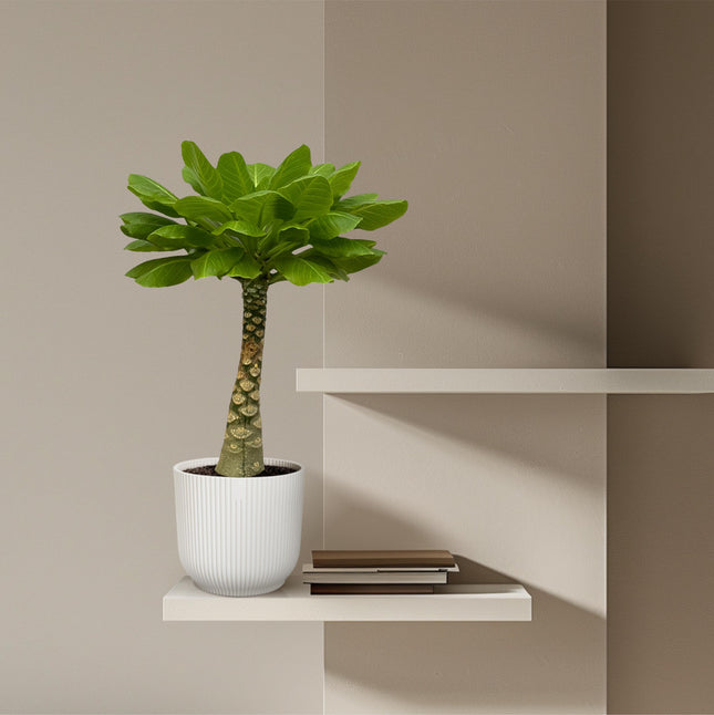 Brighamia Insignis - Hawaii Palm - ↕30cm - Ø12cm