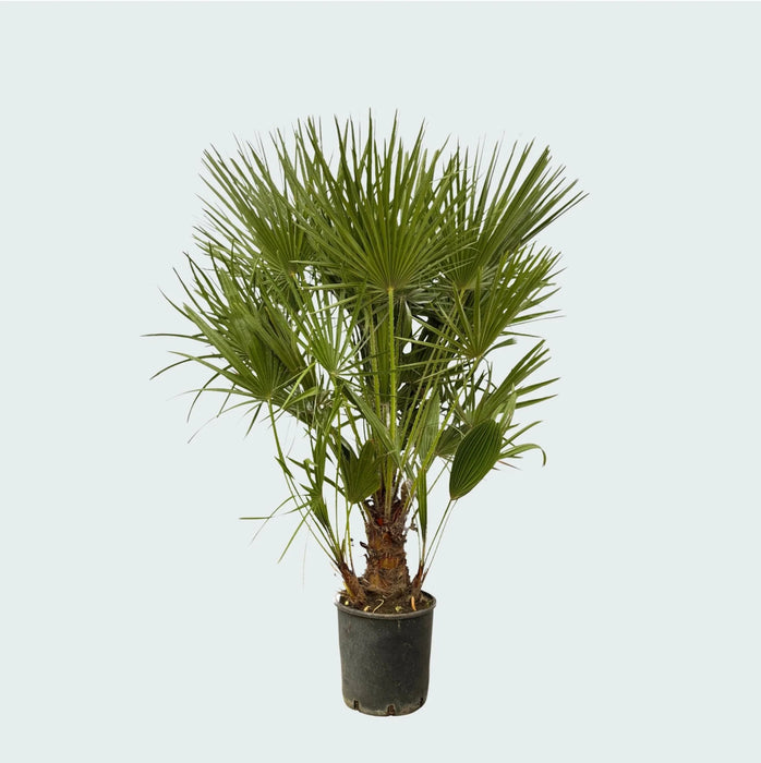 Chamaerops Humilis struik - Dwergpalm - ↕130cm - Ø24cm