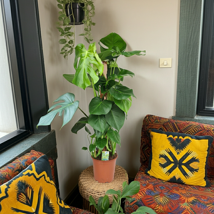 Monstera Mosstok - ↕80cm - Ø19cm