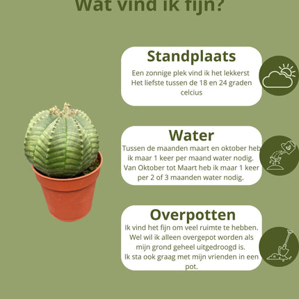 Cactus - Euphorbia Obesa - ↕6-9cm - Ø5.5cm - 3 pezzi
