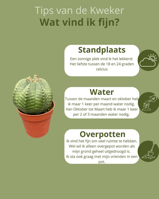 Cactus - Euphorbia Obesa - ↕6-9cm - Ø5.5cm - 3 stuks