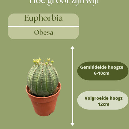Cactus - Euphorbia Obesa - ↕6-9cm - Ø5.5cm - 3 pezzi