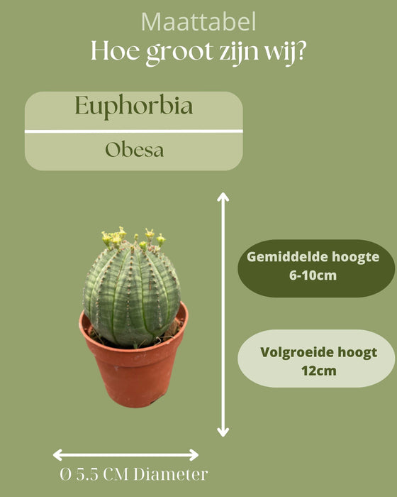 Cactus - Euphorbia Obesa - ↕6-9cm - Ø5.5cm - 3 stuks
