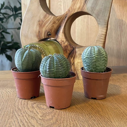 Cactus - Euphorbia Obesa - ↕6-9cm - Ø5.5cm - 3 pezzi